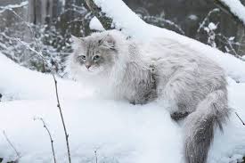 This breed is the colorpoint version of the siberian. Siberian Cats In Russia Iz Tverskogo Knyazhestva And Lyumur