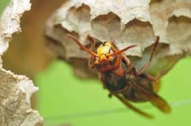 Eine Hornissenkonigin Lasst Sich In Miniplus Beute Nieder Bumble Bee Animals Bee