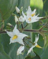 Image result for Solanum torvum