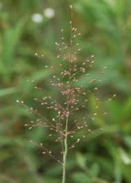 Image result for Dichapetalum edule