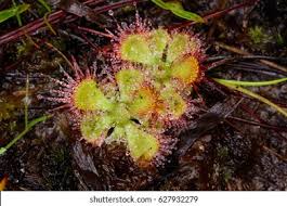 Image result for Droseraceae