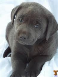 We are a small breeder of labrador retrievers outside of eugene, oregon. Chocolate Labrador Puppies For Sale Oregon Dogs Breeds And Everything About Our Best Friends