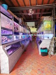 The world's largest contest iaplc. Kuconteng Diari Review Xian Long Aquatic Sdn Bhd Kedai Akuarium Ikan Air Tawar Di Seksyen 23 Shah Alam