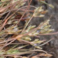 Image result for Fimbristylis squarrosa
