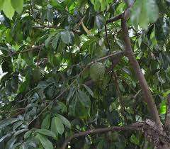 Image result for Annona muricata