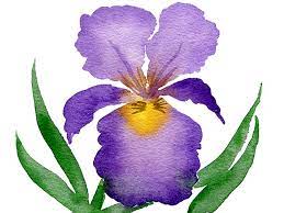 Add yellow spots to mark that place. Tutorial How To Paint A Watercolour Iris Flower Emily Wassell
