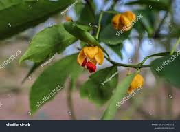 Image result for Myrianthus