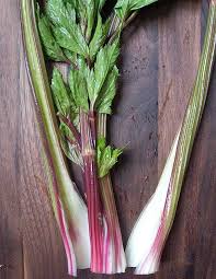 Celeri A Cotes Rouges Redventure Culture Biologique Plante Petit Arbuste