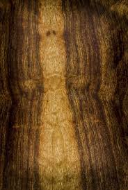 Image result for Terminalia superba