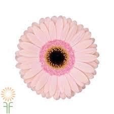 Light Pink Gerberas 10 Stems Wholesale Flowers Diy Wedding Flowers