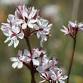 Grassland tour – Evans Street Grasslands #2 event image