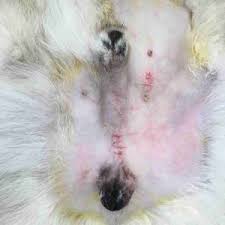 Or, the cause of a symptom may be a different medical condition that. Help My Dog Has An Undescended Testicle Walkerville Vet
