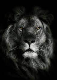 Leo noun the sign of the zodiac for someone who was born between july 23rd and august 22nd. Leandro Ms7 Fotografia De Leao Fotos De Leao Imagens De Leao