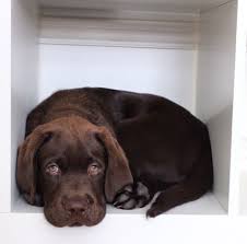Pin By Concye On Labradawesome Chocolate Lab Puppies Cute Cats And Dogs Labrador Retriever Dog