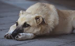 Free Image On Pixabay Dog Hybrid Good View Pet In 2020 Hybrid Dogs Dogs Dog Breeds