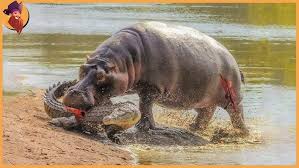 Does Any Know About Any Studies To Determine The Running Speed Of Sebecidae  (Land Crocs)? : R/Paleontology