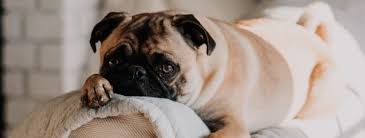 How long can a dog survive without food? How Long Can A Dog Go Without Food And Water 2021 Upd
