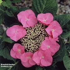 Image result for Ozoroa macrophylla
