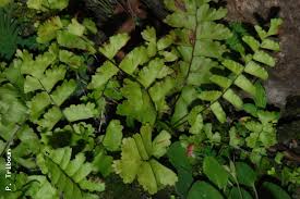 Image result for Adiantum soboliferum