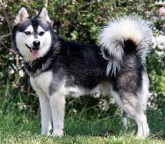 The alaskan klee kai breed was created to provide a smaller companion version of the alaskan husky. Alaskan Klee Kai Wikipedia