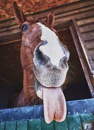 If the bit is set too low in the mouth, the horse will put his tongue over the bit and probably out. Horse With Tongue Sticking Out Live Nature Stock Photo 162672916