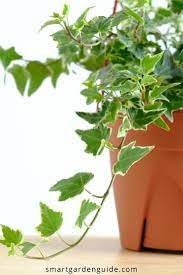 How To Propagate Ivy In Water Step By Step Guide Smart Garden Guide Ivy Plant Indoor Ivy Plants Smart Garden