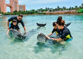 Dolphin Cay Atlantis - All You Need To Know Before You Go (2024)