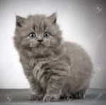 British Shorthair Kittens for Sale - Felines4us