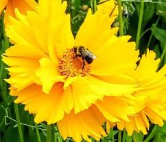 Check spelling or type a new query. The Abc S Of Bees Triangle Gardener Magazine