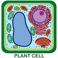 Most cells, both animal and plant, range in size between 1 and 100 micrometers and are thus visible only with the aid of a microscope. Plant Cell And Labeled Parts