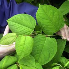 Itadori (虎杖, イタドリ) is its common name, but some people in my area call it, it. Warning That Huddersfield Is Becoming A Japanese Knotweed Hotspot Yorkshirelive