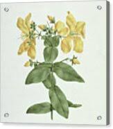 Image result for Hypericum quartinianum