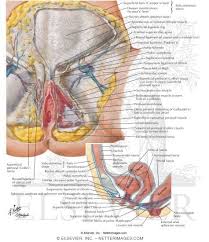 Find more on the female reproductive organs, the menstrual cycle, and more. Atlas Of Human Anatomy 1st Edition