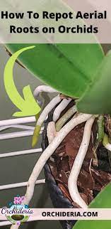 Pin On Orchid Pots