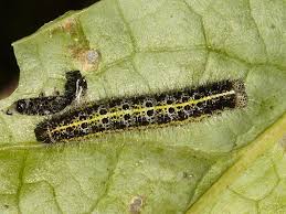 common caterpillar vegetable pests wildlife insight