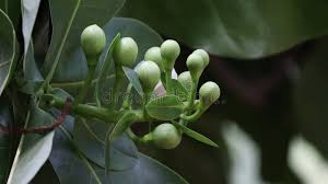 Image result for Lecythidaceae