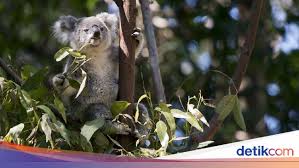 Kayu itu asalnya dari pokok yang besar, gagah berdiri. Eucalyptus Dan Kayu Putih Sama Nggak Sih Ini Penjelasan Kementan