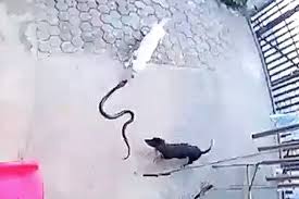 This is one of the most incredible stories i have ever read. Dogs Defending Baby From Cobra Ends In Deadly Snake Bite