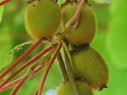 Le Kiwi Ou Actinidia Presentation Et Culture Kiwi Plante Arbuste