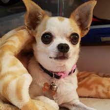 Pin On Chihuahua Love