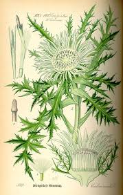 flora von deutschland osterreich und der schweiz 1885 botanical drawings botanical illustration botanical art