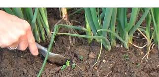 stengelui zaaien moestuin planten tuin