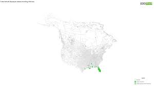 Image result for Oxycaryum