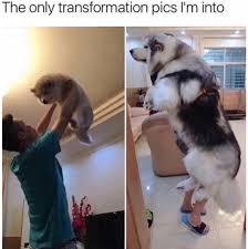 30 Fresh Memes For Today 6 Funnyfoto Cute Animals Funny Animals Funny Animal Pictures