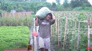 Jasa perawatan taman rumah dan kantor dari tukang kebun.id #tukangkebun.id rental tanaman tukang tanaman tukang. Keberadaan Ningsih Tinampi Saat Ini Pergi Ke Turki Anak Buah Yang Ditinggal Kini Ganti Profesi Halaman 3 Surya Malang