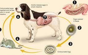Cats can also get tapeworms via the flea on dogs if they are living in an infested home or yard. Roundworm Infection Close Veterinary Clinic