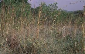 Image result for Cymbopogon nardus