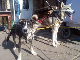 Dem pferd das geschirr anlegen. Darf Ich Um Ruhe Bitten Hundwegsam Dogtrekking Abenteuer Und So