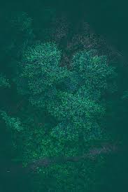 This template includes 1 cover slide , 2 internal backgrounds Trees Wallpaper Forest Nature Earth Green Tree Plant Growth Green Color Pxfuel