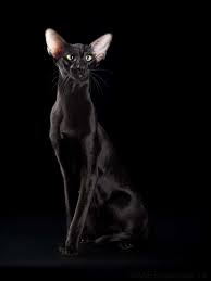 schwarz orientalisch kurzhaar oriental cats katzen cat oriental shorthair cats oriental shorthair cats